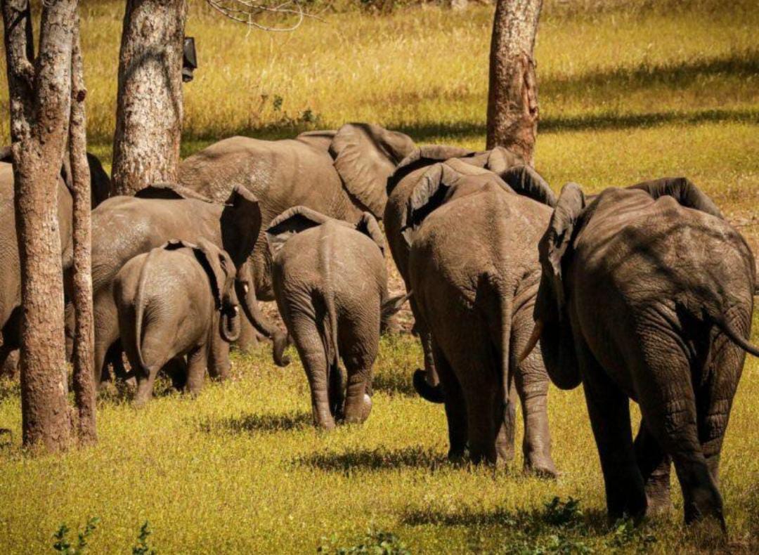 7 DAYS/ 6 NIGHTS MALAWI SAFARI & ADVENTURE