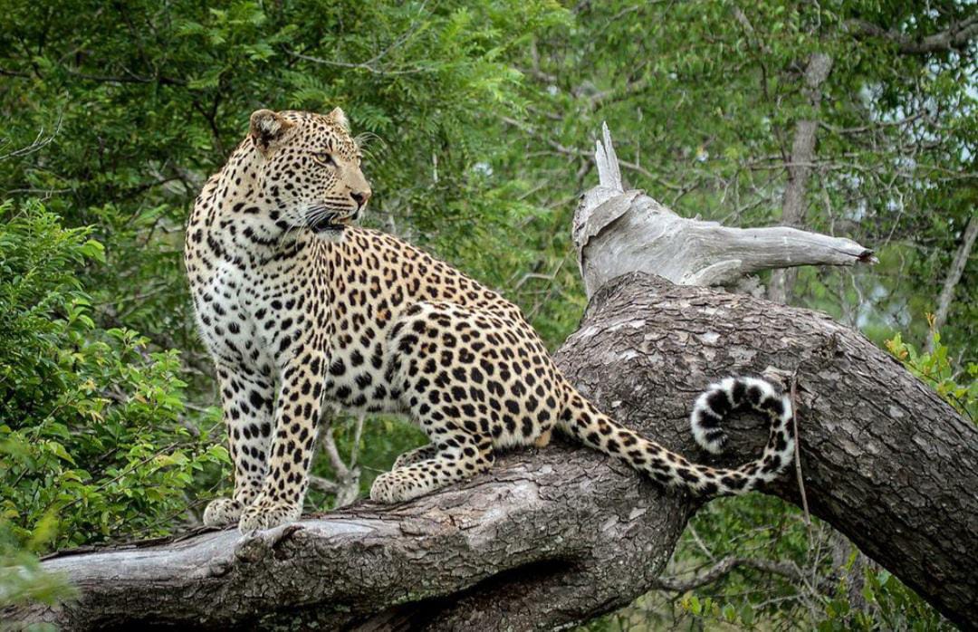 6 DAYS SOUTHERN MALAWI SAFARI